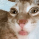 catErm9 emote
