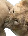 ball_bite emote
