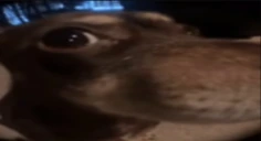 uhhhStare emote