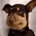 DogLookingSussyAndSnakeBit emoji