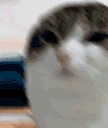 OhTheMiseryEverybodyWantsToBeMyEnemySpareTheSympathyEverybodyWan emote