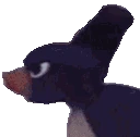 pingu_rage emote