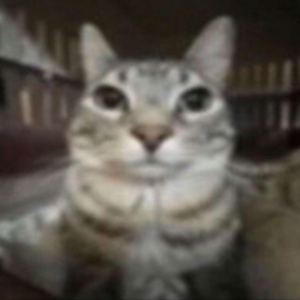 qfnfx avatar