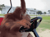 monkeDrive animated emote