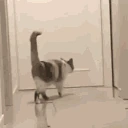 NinjaCat emote