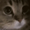 meow emote