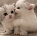 kittyLove emote