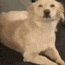 excited_dog emoji