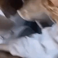 DogVomits emote