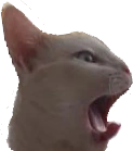 other_cat emote