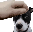peanutpet emote