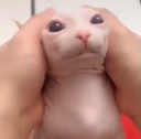 bingus1 emote