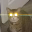 catrage2 emote