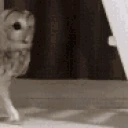 owlWalk emote