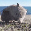 wombat