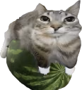 watermelon emote