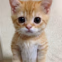 catStare emote
