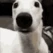 Borzoi_Scared emote