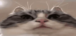 stare emote
