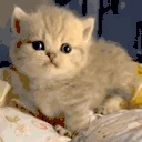 CuteKitten emote