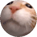catSPHEREING emote