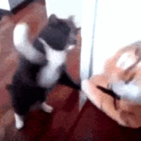 CatSlap emote