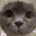 cawt emote