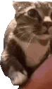 catOverAsk emote