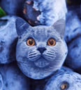 BLUEBERRYCAT emote