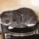 CatSpin emote