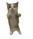 happicat