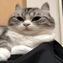 Zaeb emote