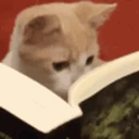 catReading emote