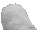 owlWhat emote