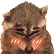 raccoon_blush emote