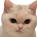 catDisgust emote