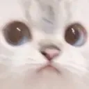 WeirdCat emote