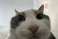 yuh emote