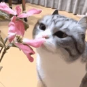 have emote