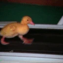 duck emote