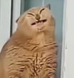 BieautyfullCat emote