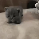 Arrive emote