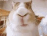 Lil emote