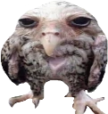 Wet_Wide_Owl emote