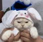 bunnykitty emote