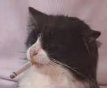 coolcat emoji