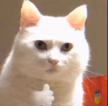 Cat_thumbs_up sticker