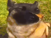 dobro emote