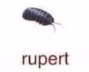 rupert emote