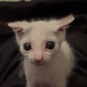 bigyorsh avatar